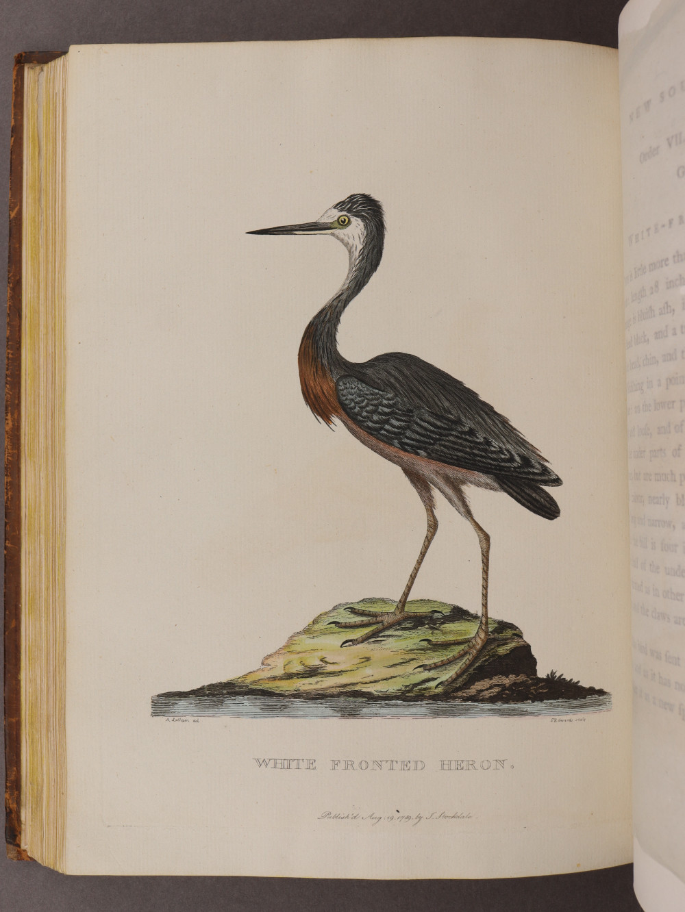 Plate 27